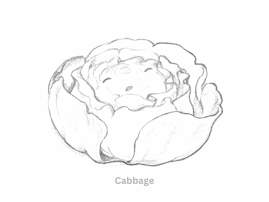 Sketch of a Cute Cartoon Cabbage